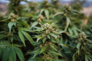 Image of resinous cannabis flowers growing in field of cannabis