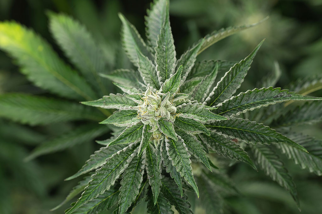 close-up Image of cannabis flower