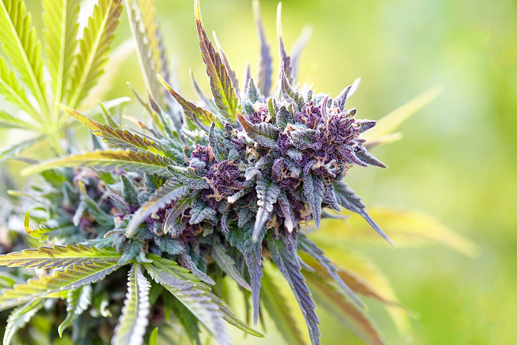 image of purple cannabis flowers